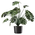 Monstera Potted Plant With Large Green Leaves In Black Ceramic Pot For Indoor Decor