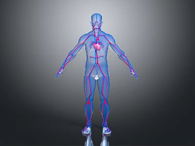 3D Medical Device Visualizing Human Cardiovascular System And Heart Anatomy 3d model