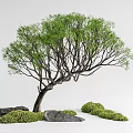 Lush Green Arbor with Curved Trunk Rocks and Low Shrubs in Natural Landscape