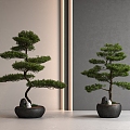 New Chinese Pine Bonsai Pohan Pine Potted Plant 3d model