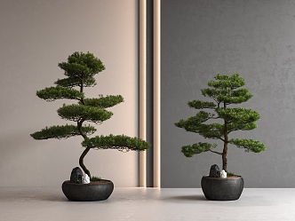 New Chinese Pine Bonsai Pohan Pine Potted Plant 3d model