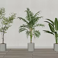 Various Bonsai Potted Plants in White Cylindrical Pots Against Light Wall on Wooden Floor