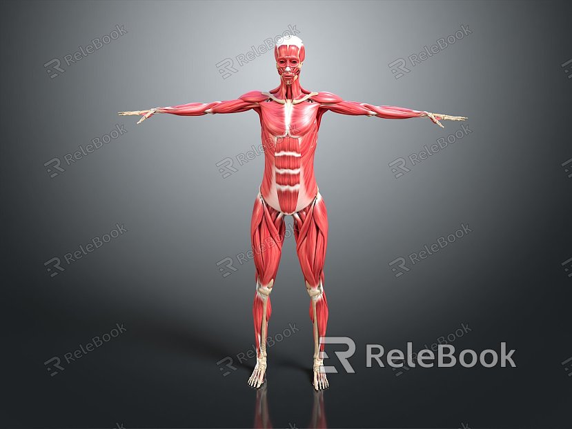 Muscle Human Muscle Human Muscle Tissue Human Body Organ model