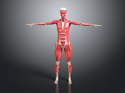 3D Human Muscle Anatomical Structure Model Medical Device for Educational Visualization 3d model