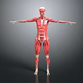 3D Human Muscle Anatomical Structure Model Medical Device for Educational Visualization 3d model