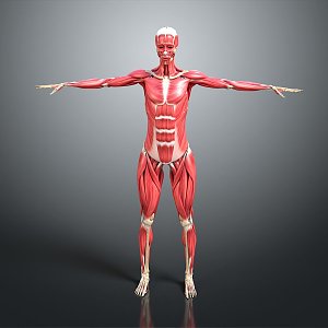 Muscle Human Muscle Human Muscle Tissue Human Body Organ 3d model