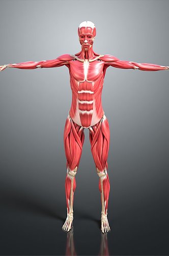 Muscle Human Muscle Human Muscle Tissue Human Body Organ 3d model