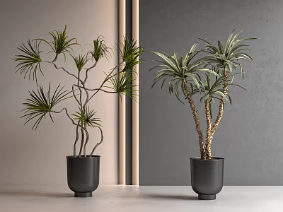 Two Green Leafy Slender Branched Bonsai Potted Plants in Black Pots Against Gray Beige Walls 3d model