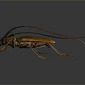 Yellow Longhorn Beetle With Long Antennae On Dark Background Macro Shot