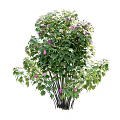 Different Types of Garden Shrubs with Lush Green Leaves and Pink Flowers