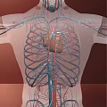 Man's 3D Anatomical Cardiovascular System Illustration With Heart Blood Vessels