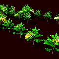 Vibrant Garden Plants Featuring Lush Green Leaves Red Flowers And Yellow Stamens