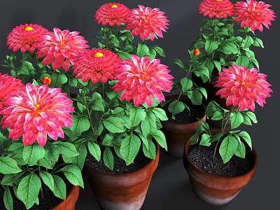 Vibrant Potted Plants With Red Dahlia Flowers Green Leaves And Brown Clay Pots 3d model