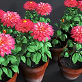 Vibrant Potted Plants With Red Dahlia Flowers Green Leaves And Brown Clay Pots