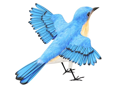 Blue Bird With Spread Wings Yellow Belly And Black Claws In Flight 3d model