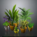 Indoor Potted Plants With Green Foliage Purple Flowers And Colorful Pots For Home Decor