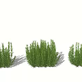 Three Fresh Green Potted Herb Plants With Lush Foliage And Natural Look
