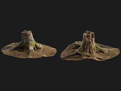 Natural Wooden Tree Stumps With Stone Like Texture And Moss Covered Roots 3d model