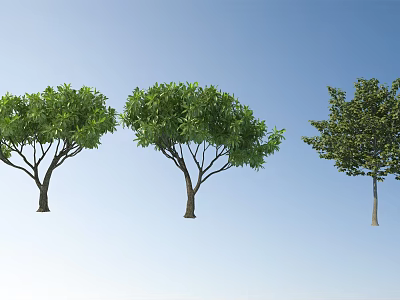 Three Arbor Trees With Different Crown Shapes Against Blue Sky Background 3d model