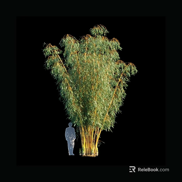 Tall Bamboo Plant With Green Leaves Yellow Stems And Human Silhouette For Scale 3d model 