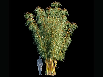 Tall Bamboo Plant With Green Leaves Yellow Stems And Human Silhouette For Scale 3d model
