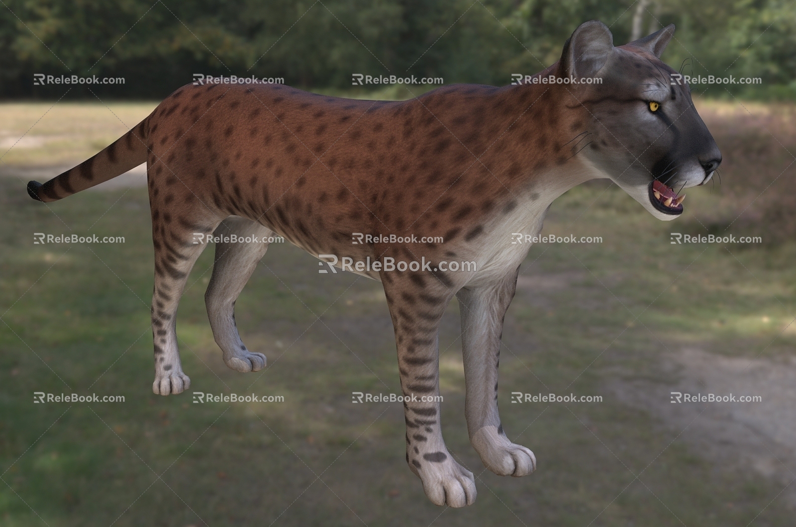 Sprint Champion North American Cheetah Animal 3d model