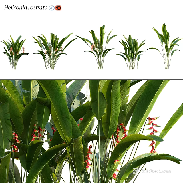Tropical Garden Decor Arrangement With Large Green Foliage And Red Spiked Blooms 3d model 