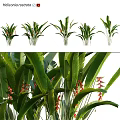 Tropical Garden Decor Arrangement With Large Green Foliage And Red Spiked Blooms
