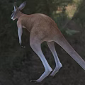 Red Kangaroo Red Kangaroo Red Kangaroo Big Red Kangaroo Animal Creatures 3d model