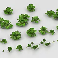 Different Sizes and Types of Fresh Green Leafy Vegetables Scattered on White Background