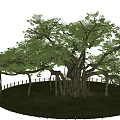 thousand-year-old tree big banyan tree arbor square tree giant tree 3d model