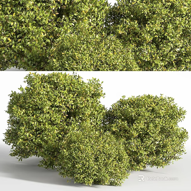 Lush Green Leafy Round Ornamental Plant Arrangement For Decorative 3d model 