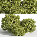Lush Green Leafy Round Ornamental Plant Arrangement For Decorative