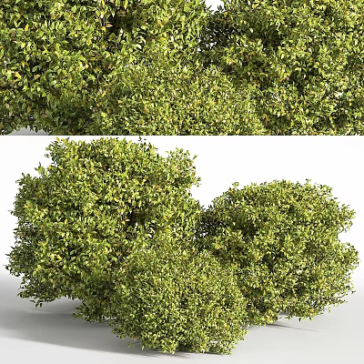 Lush Green Leafy Round Ornamental Plant Arrangement For Decorative 3d model