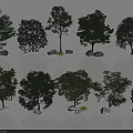 Various Types of Trees In Natural Display With Diverse Canopy Shapes And Stones