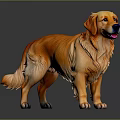 Golden Retriever With Shiny Golden Orange Fur Standing In Gray Background