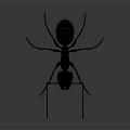 Detailed Close Up View Of An Ant With Long Legs And Antennae On Gray Background