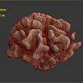 Coral Polyps Marine Animals Creating Hard Calcium Carbonate Structures 3d model