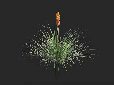 Ornamental Plant Featuring Long Green Leaves And Vibrant Orange Flower Spikes 3d model