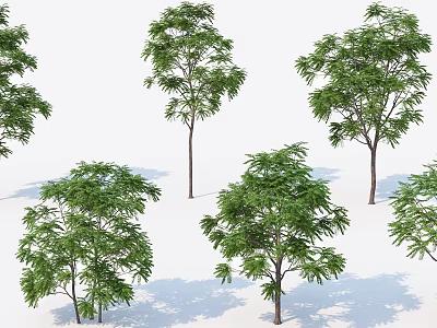 Lush Green Arbor Trees With Dense Foliage Trunks And Natural Shadows 3d model