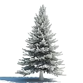 Tall Green Evergreen Tree With Lush Foliage Dense Branches And Straight Trunk