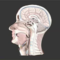 Medical Device Human Head Anatomical Model with Brain Structure for Educational Use 3d model