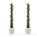 Two Potted Climbing Vines With Vertical Growth In White Decorative Pots