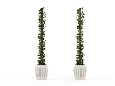 Two Potted Climbing Vines With Vertical Growth In White Decorative Pots 3d model