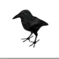 Black Feathered Crow Standing On Rough Textured Outdoor Ground Surface 3d model