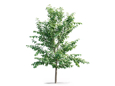 Arbor With Lush Green Leaves And Healthy Trunk For Garden Landscaping 3d model