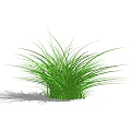Green Shrub With Long Slender Leaves And Lush Appearance On White Background