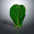 Fresh Green Leaf With Clear Yellow Veins And Glossy Surface On Gray Background