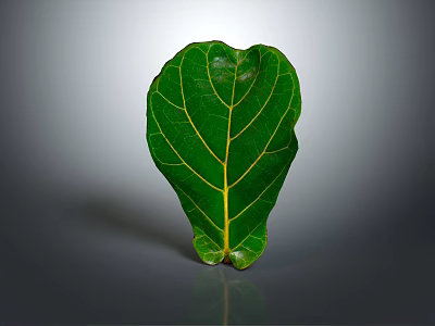 Fresh Green Leaf With Clear Yellow Veins And Glossy Surface On Gray Background 3d model