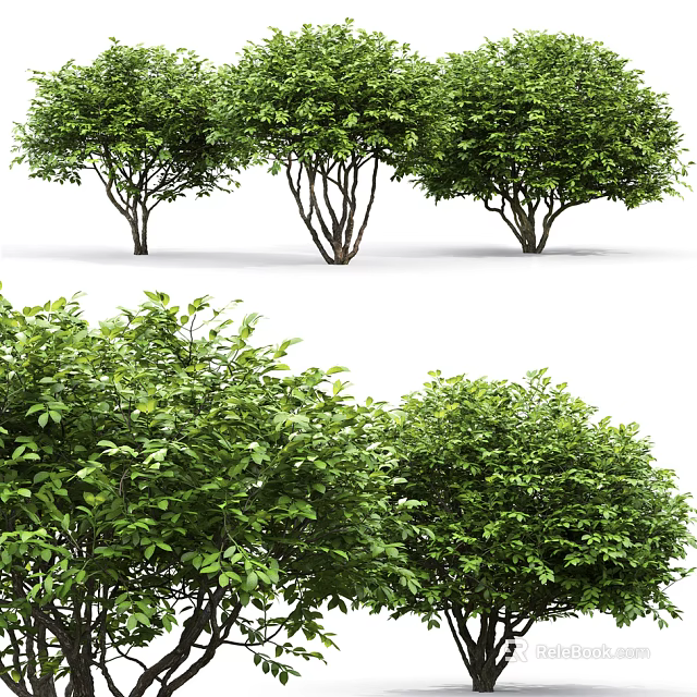 Lush Green Arbor Trees With Dense Foliage And Multiple Trunks In Garden 3d model